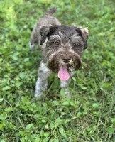 Freckles Toy Size , a female Miniature Schnauzer for sale in Deland, FL – 6 of 7