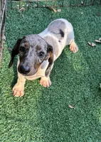 Bam Bam , a male Miniature Dachshund for sale in Deland, FL – 1 of 10