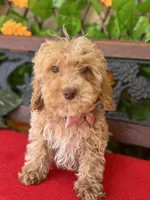 Peaches, a female Miniature Bernedoodle for sale in Deland, FL – 1 of 5