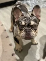 B Rad, a male French Bulldog for sale in Deland, FL – 5 of 6