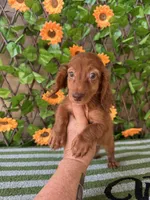 Bella Dapple , a female Miniature Dachshund for sale in Deland, FL – 1 of 5