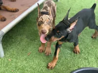Diesel , a male Doberman Pinscher for sale in Deland, FL – 9 of 9