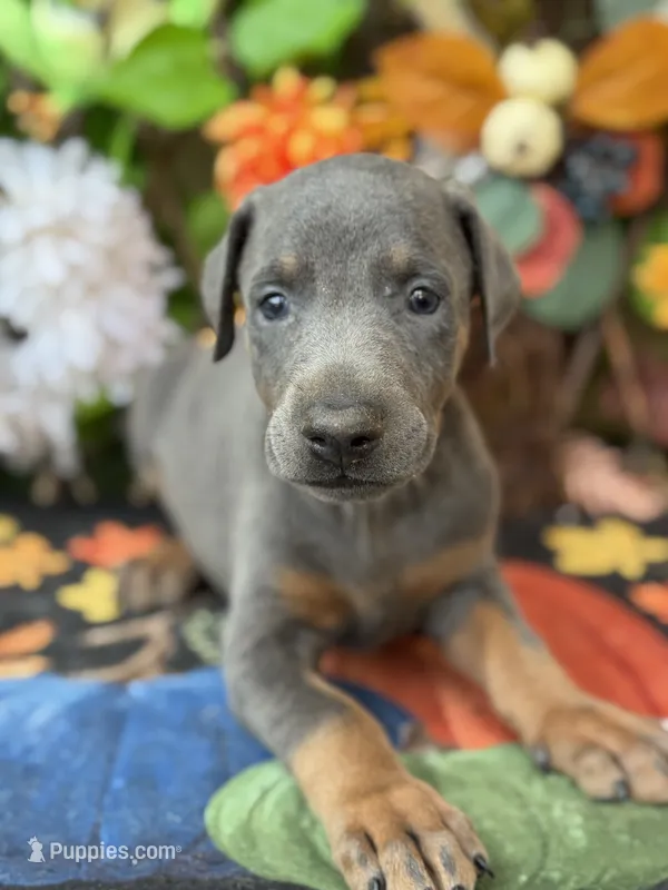 Boomer – Doberman Pinscher puppy for sale in Deland, FL