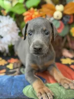 Boomer, a male Doberman Pinscher for sale in Deland, FL – 1 of 6
