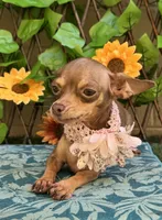 Emily , a female Chihuahua for sale in Deland, FL – 2 of 5
