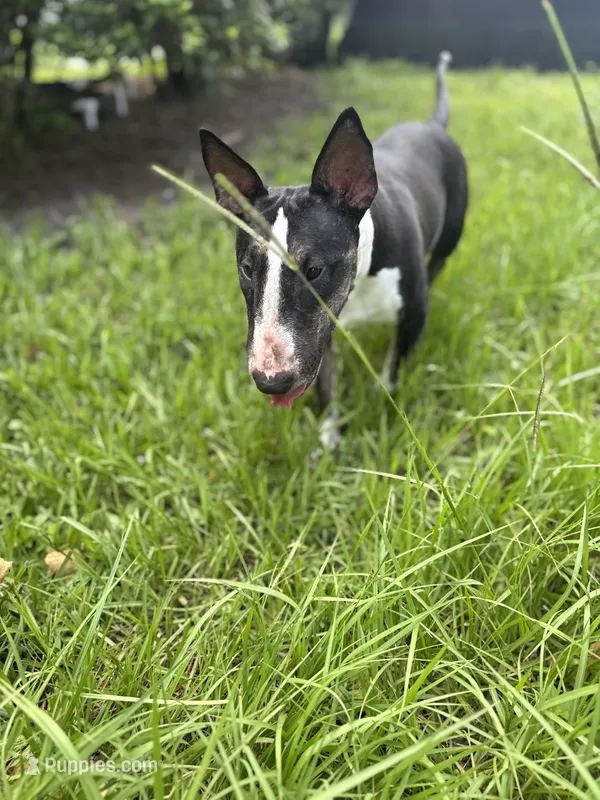 Cookie  – Bull Terrier puppy for sale in Deland, FL