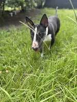 Cookie , a female Bull Terrier for sale in Deland, FL – 1 of 4