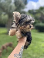 Blaze , a male Yorkshire Terrier for sale in Deland, FL – 6 of 7
