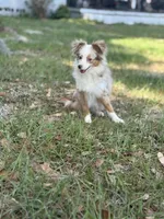 Teala , a female Toy Australian Shepherd for sale in Deland, FL – Photo 3 of 5
