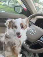 Teala , a female Toy Australian Shepherd for sale in Deland, FL – Photo 2 of 5