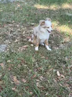 Teala , a female Toy Australian Shepherd for sale in Deland, FL – Photo 4 of 5