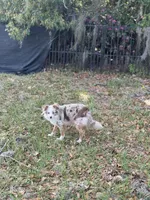 Teala , a female Toy Australian Shepherd for sale in Deland, FL – Photo 5 of 5