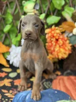 Blaze, a male Doberman Pinscher for sale in Deland, FL – 2 of 4