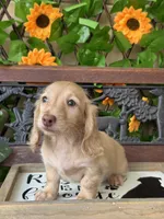 Silvie, a female Miniature Dachshund for sale in Deland, FL – 5 of 7