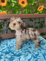 Freckles Toy Size , a female Miniature Schnauzer for sale in Deland, FL – 4 of 7