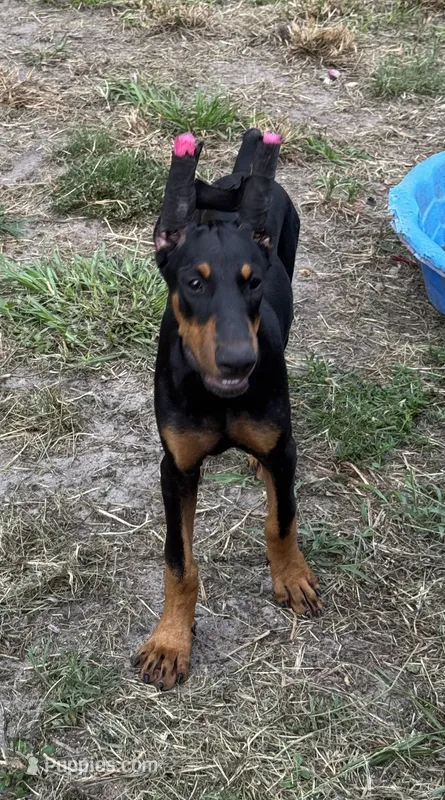 Black Beauty Euro  – Doberman Pinscher puppy for sale in Deland, FL