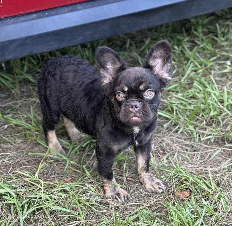 Count Chocolate  – French Bulldog puppy for sale in Deland, FL