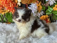 Snickers , a male Pomeranian and Pomsky for sale in Deland, FL – 6 of 9