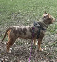 Cookie Bear XL, a female American Bully for sale in Deland, FL – 3 of 3