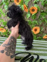 KB Black baby boy , a male Yorkshire Terrier for sale in Deland, FL – 5 of 5