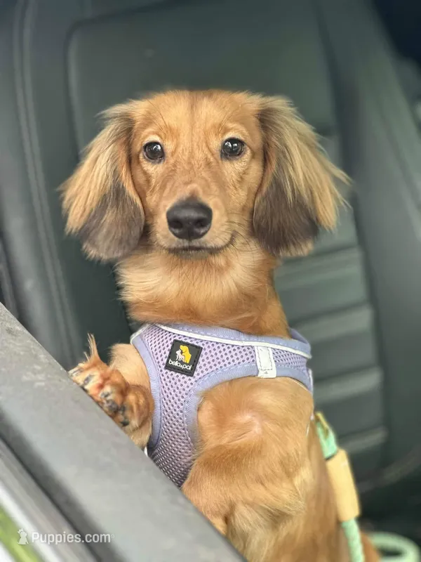 Silvie – Miniature Dachshund puppy for sale in Deland, FL