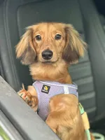 Silvie, a female Miniature Dachshund for sale in Deland, FL – 1 of 7