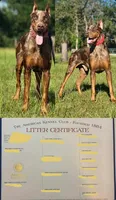 Doja, a female Doberman Pinscher for sale in Deland, FL – 7 of 10