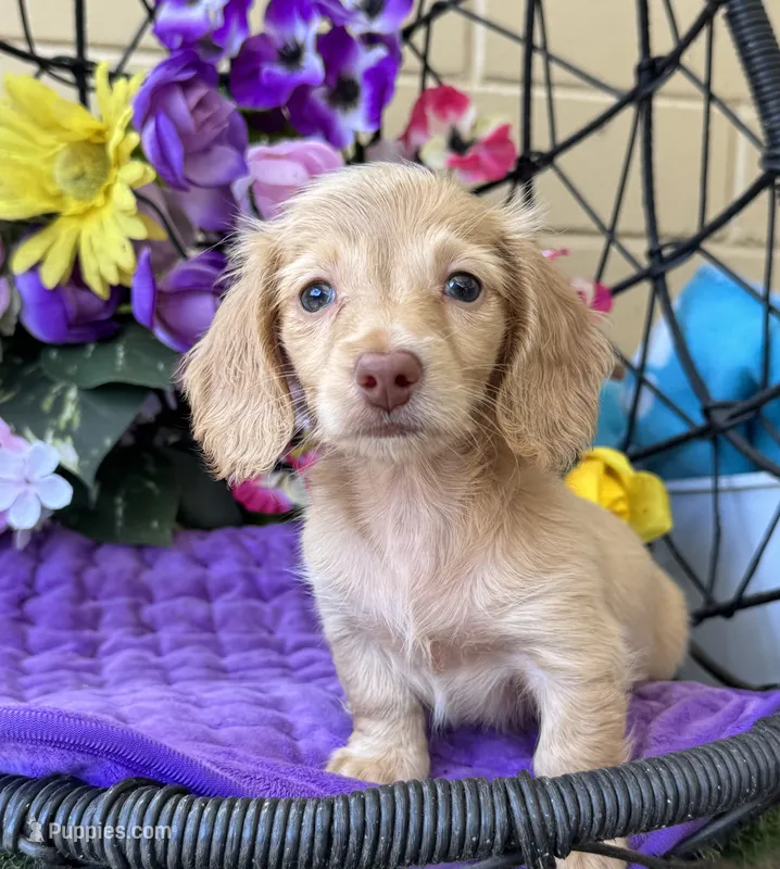Stela – Miniature Dachshund puppy for sale in Deland, FL