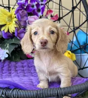 Stela, a female Miniature Dachshund for sale in Deland, FL – 1 of 7