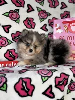 Spot , a male Pomeranian for sale in Deland, FL – Photo 1 of 2