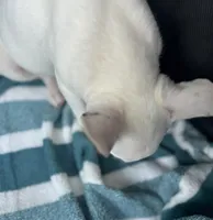 Eggy Merle , a male Miniature Bull Terrier for sale in Deland, FL – 6 of 9