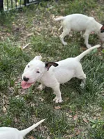Eggland , a male Miniature Bull Terrier for sale in Deland, FL – 2 of 5