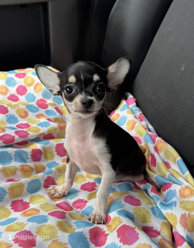 Pepa Teeny Girl.  – Chihuahua puppy for sale in Deland, FL