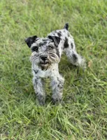 Pixie, a female Miniature Schnauzer for sale in Deland, FL – 6 of 8