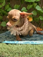 Emily , a female Chihuahua for sale in Deland, FL – 5 of 5