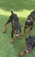 Black Beauty Euro , a female Doberman Pinscher for sale in Deland, FL – 6 of 10