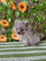 Merlin Toy , a male Pomeranian for sale in Deland, FL – 2 of 8