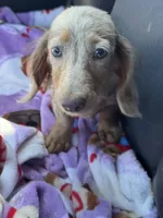 Pixie, a female Miniature Dachshund for sale in Deland, FL – 10 of 10