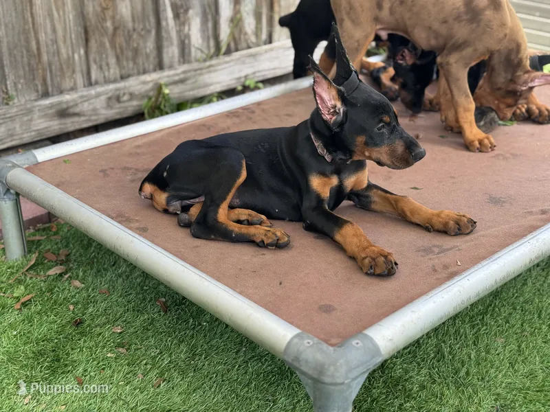 Black Beauty Euro  – Doberman Pinscher puppy for sale in Deland, FL