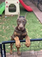 Tanga , a female Doberman Pinscher for sale in Deland, FL – Photo 3 of 5