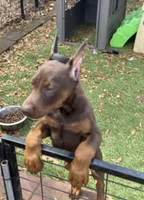 Tanga , a female Doberman Pinscher for sale in Deland, FL – Photo 4 of 5