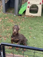 Tanga , a female Doberman Pinscher for sale in Deland, FL – Photo 5 of 5