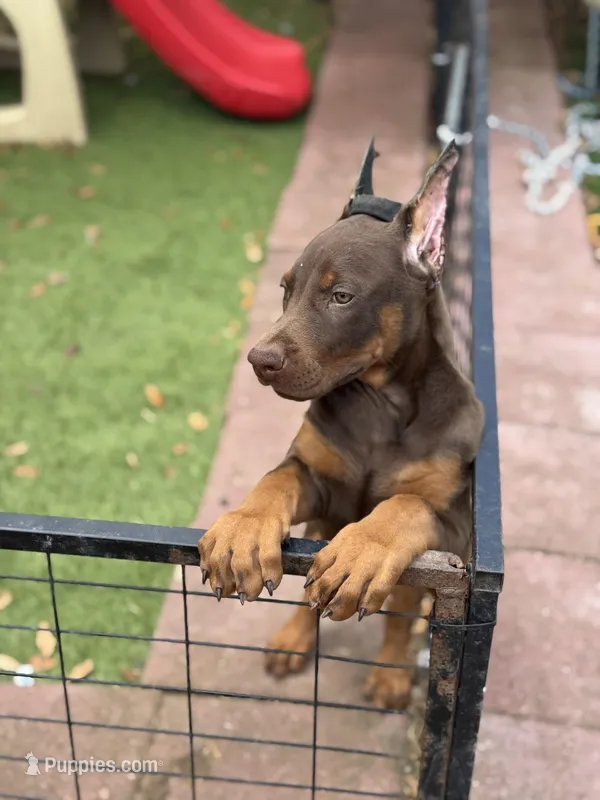 Tanga  – Doberman Pinscher puppy for sale in Deland, FL