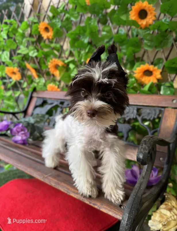 Petey  – Yorkshire Terrier puppy for sale in Deland, FL
