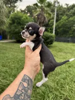 Pepa, a female Chihuahua for sale in Deland, FL – 4 of 4