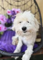 Sage, a female Poodle - Miniature  and Miniature Aussiedoodle for sale in Deland, FL – Photo 2 of 3