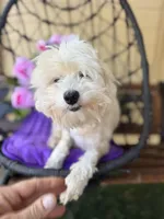 Sage, a female Poodle - Miniature  and Miniature Aussiedoodle for sale in Deland, FL – Photo 3 of 3