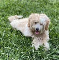 Sage, a female Poodle - Miniature  and Miniature Aussiedoodle for sale in Deland, FL – Photo 1 of 3