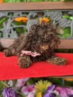 Teddy Grams , a male Poodle - Toy  for sale in Deland, FL – 9 of 10