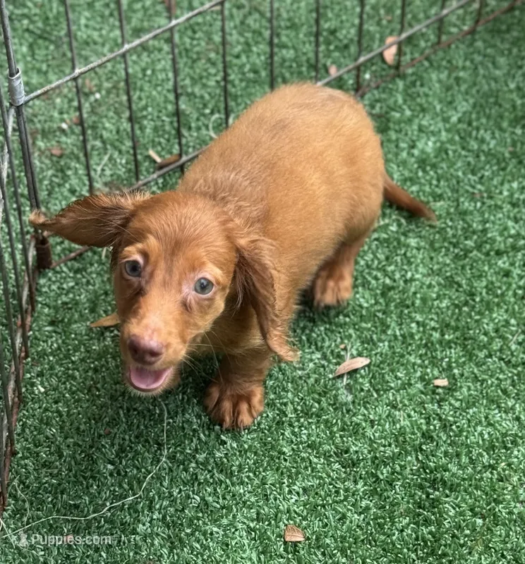 Bella  Long Hair Red Dapple  – Miniature Dachshund puppy for sale in Deland, FL